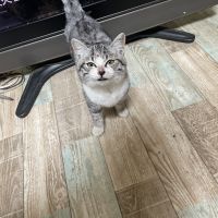 さばちゃん11 会員画像