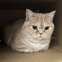 ねこ丸にゃんさん