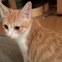 ナタねこぽのさん