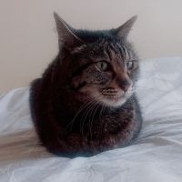 キングねっこさん