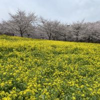 妃儺世(ひなせ)さん