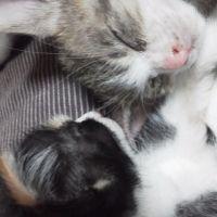 ふじにゃん 会員画像