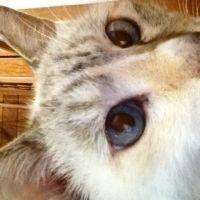 しゃっく 会員画像