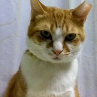 こたちさん