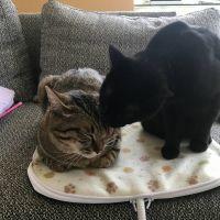 たかピン 会員画像