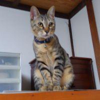 さくはるり 会員画像