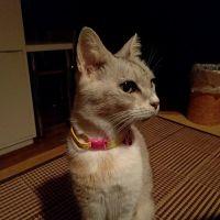 ニャコのmama 会員画像