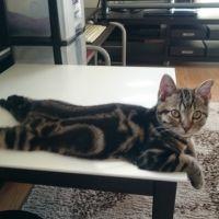 にゃおにゃお山さん