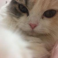 猫葉はるか 会員画像