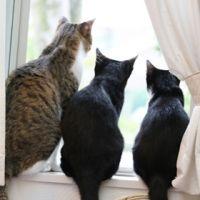 チリリン 会員画像