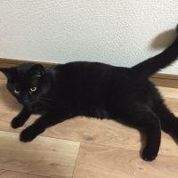 グラタン 会員画像