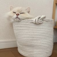 はちこママさん