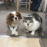こまちゃんママ 会員画像