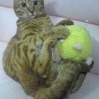 とみた