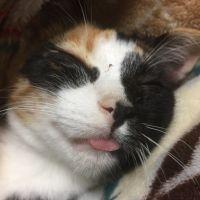 三毛猫の里親募集中 会員画像