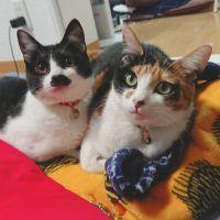めしつかい 会員画像