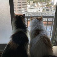ちょもみ 会員画像