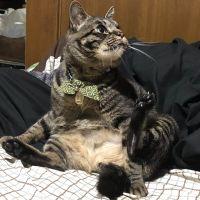 コテツパパ 会員画像