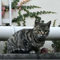 ゆちねこ 会員画像