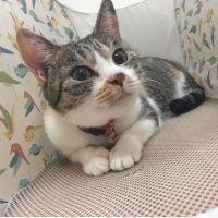 にゃんまー 会員画像