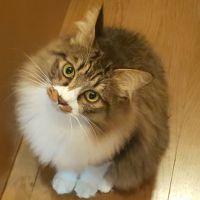 まもまもさん