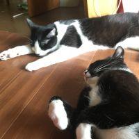 さきやまね 会員画像