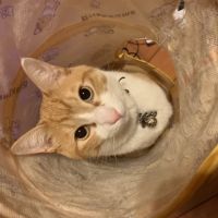 Aneritotama 会員画像