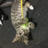 零の使い魔 会員画像