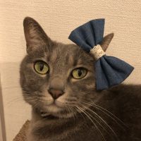 meow Mint 会員画像