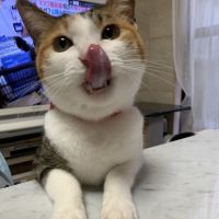 Muumi 会員画像