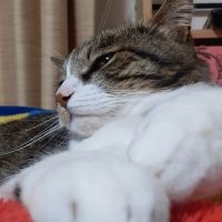 らぶこ 会員画像