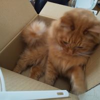 みーとママ 会員画像