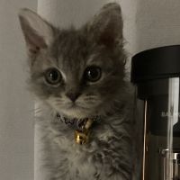 たまのい 会員画像