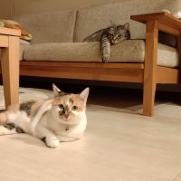 おさめやん 会員画像