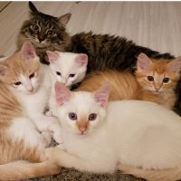 はるちゃん*。さん