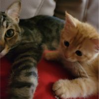 チクワテン 会員画像