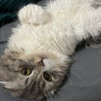 しんばくん 会員画像