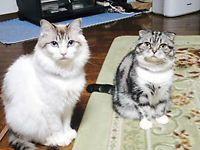 りんとシッポー