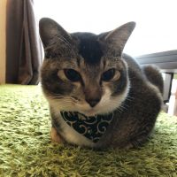 まゆげん 会員画像