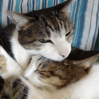 おさむどん 会員画像