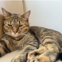 小豆川よこやまさん