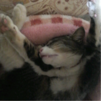 ぴあっこ 会員画像