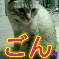 RIKA-GON 会員画像