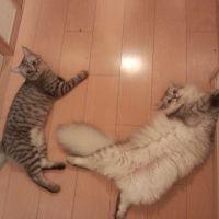 会員画像