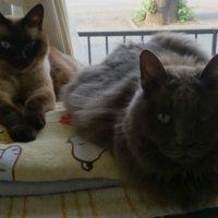 ショコモコ 会員画像