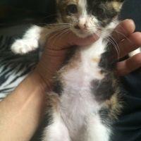 ぶーちゃん。 会員画像