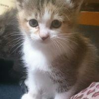 ねこはるるん 会員画像