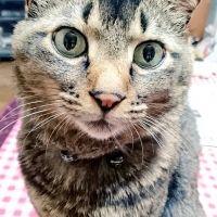 猫柳りた 会員画像