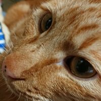 ゆみチャボさん