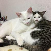 さとぴょんきち 会員画像